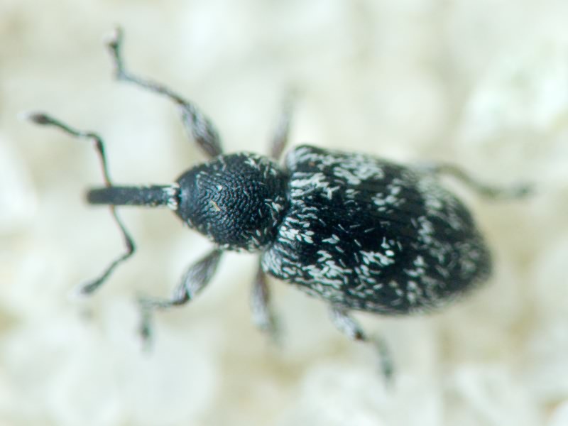 Smicronyx jungermanniae (Reich, 1797)